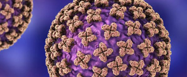 Image of the Bunyaviridae Virus
